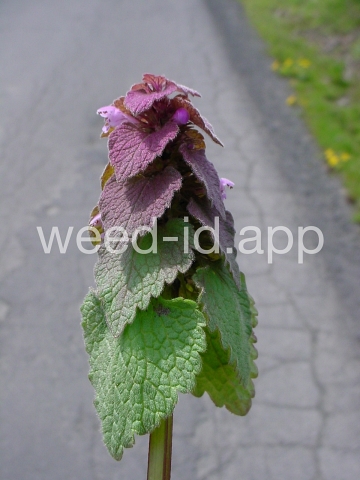 deadnettle, purple